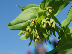 Cerinthe glabra