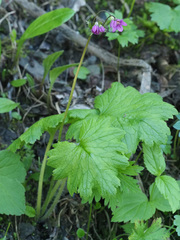 Primula matthioli