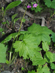 Primula matthioli
