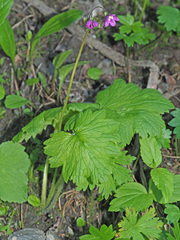 Primula matthioli