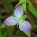 Marsh Dewflower - Photo (c) Daniel Folds, some rights reserved (CC BY-NC), uploaded by Daniel Folds