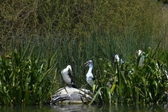 Phalacrocorax varius hypoleucos