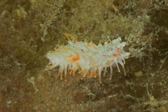 Plesiocolochirus ignavus