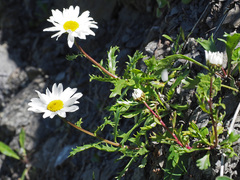 Leucanthemum halleri