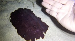 Asteronotus hepaticus