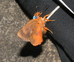 Bibasis oedipodea