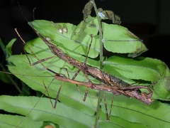 Asceles tanarata amplior