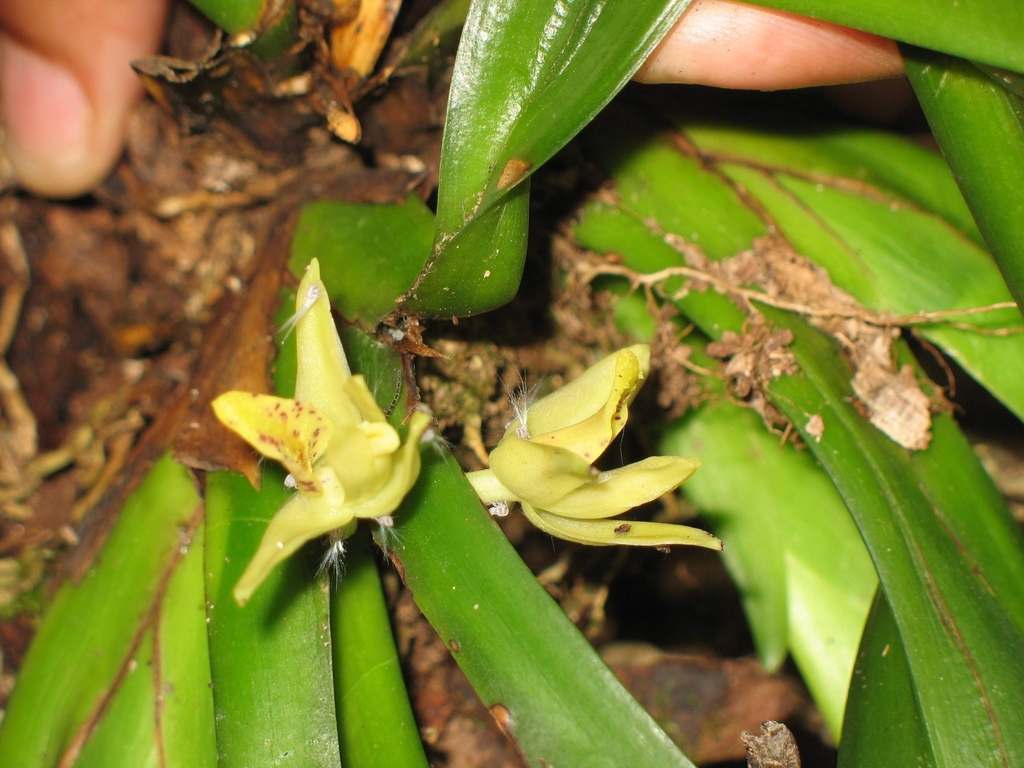 Maxillaria crassifolia; photograph (c) Zac Peterson, some rights reserved (CC BY)