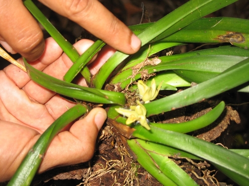 Image of Maxillaria crassifolia by (c) Zac Peterson, some rights reserved (CC BY)