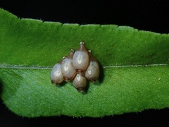 Asceles tanarata amplior