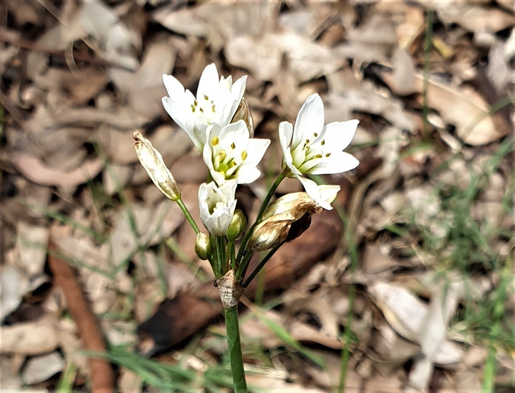 Onion Weed from Sydney NSW, Australia on November 08, 2020 at 0124 PM by kalimata · iNaturalist