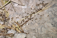 Tenuirostritermes