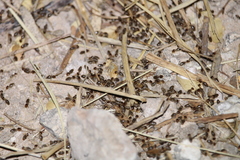 Tenuirostritermes