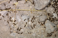 Tenuirostritermes