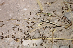 Tenuirostritermes