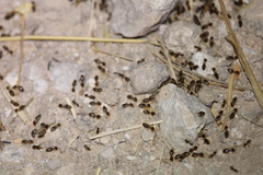 Tenuirostritermes