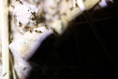 Tenuirostritermes