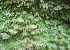 Symphyogyna hymenophyllum