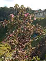 Andesanthus lepidotus