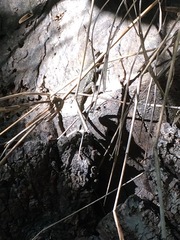 Sceloporus occidentalis