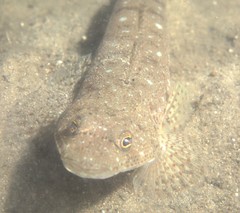 Platycephalus caeruleopunctatus