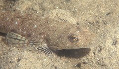 Platycephalus caeruleopunctatus