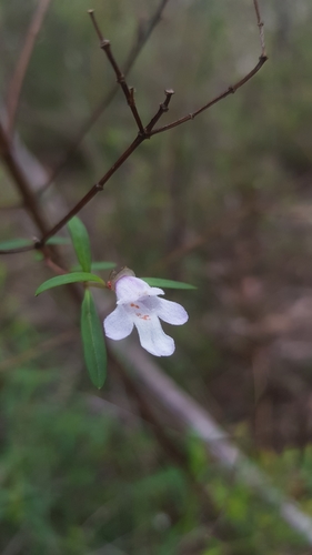 Image of Prostanthera linearis by (c) Sofia Zvolanek, some rights reserved (CC BY)