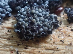 Paradiachea caespitosa