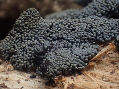 Paradiachea caespitosa