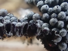 Paradiachea caespitosa