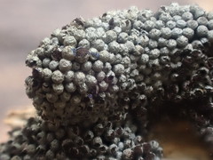 Paradiachea caespitosa