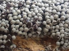 Paradiachea caespitosa