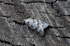 Cnephasia alticolana