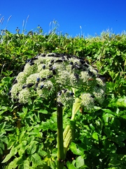 Angelica gmelinii
