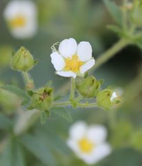 Drymocallis rupestris