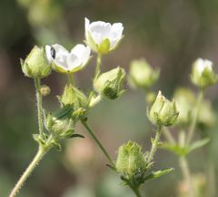 Drymocallis rupestris