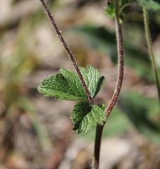 Drymocallis rupestris
