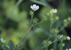 Drymocallis rupestris