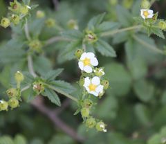 Drymocallis rupestris