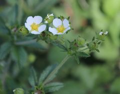 Drymocallis rupestris