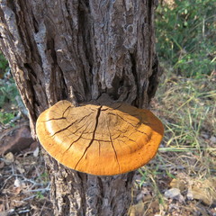 Fulvifomes elaeodendri