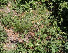 Drymocallis rupestris