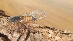 Yoyetta landsboroughi