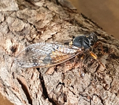 Yoyetta landsboroughi