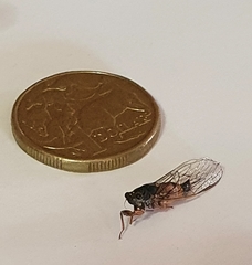 Yoyetta landsboroughi