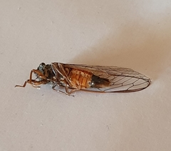 Yoyetta landsboroughi