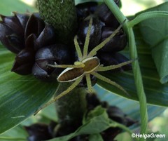 Dolomedes fimbriatus