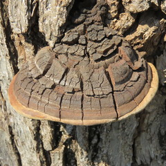 Fulvifomes elaeodendri