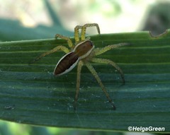 Dolomedes fimbriatus