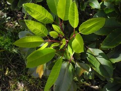 Cheirodendron trigynum